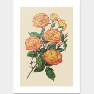 Vintage Rose Floral Flower Illustration Yellow Posters and Art